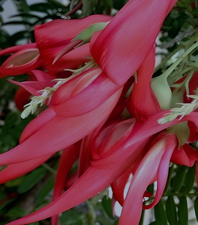 Clianthus puniceus rosea