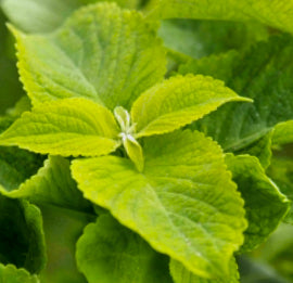 Coleus mesmerise lime green