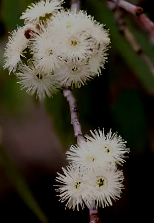 Eucalyptus alpina