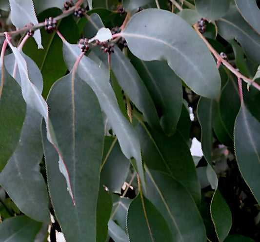 Eucalyptus camphora