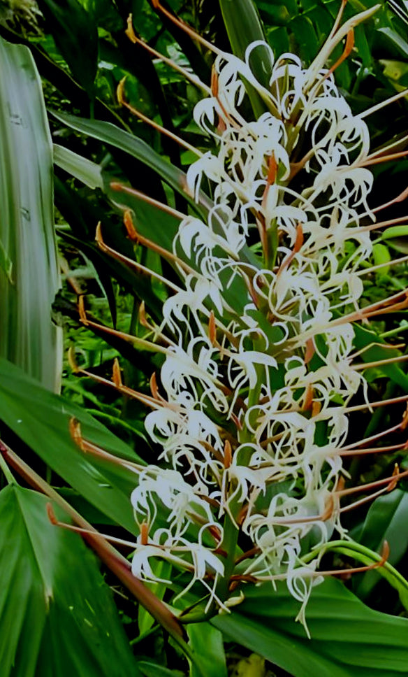 Hedychium gracile