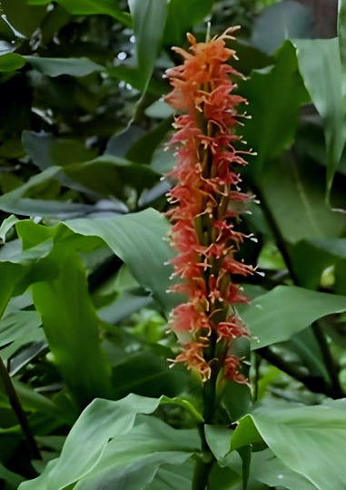 Hedychium densifolium Assam Orange