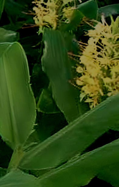 Hedychium gardnerianum Hannays of Bath