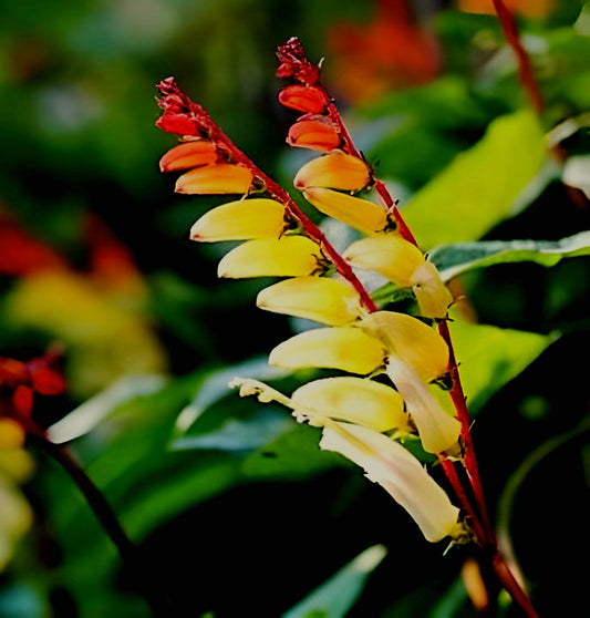 Mina lobata Exotic Love