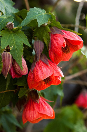 Abutilon Giant Flowered Mixed