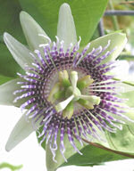 Passiflora ligularis