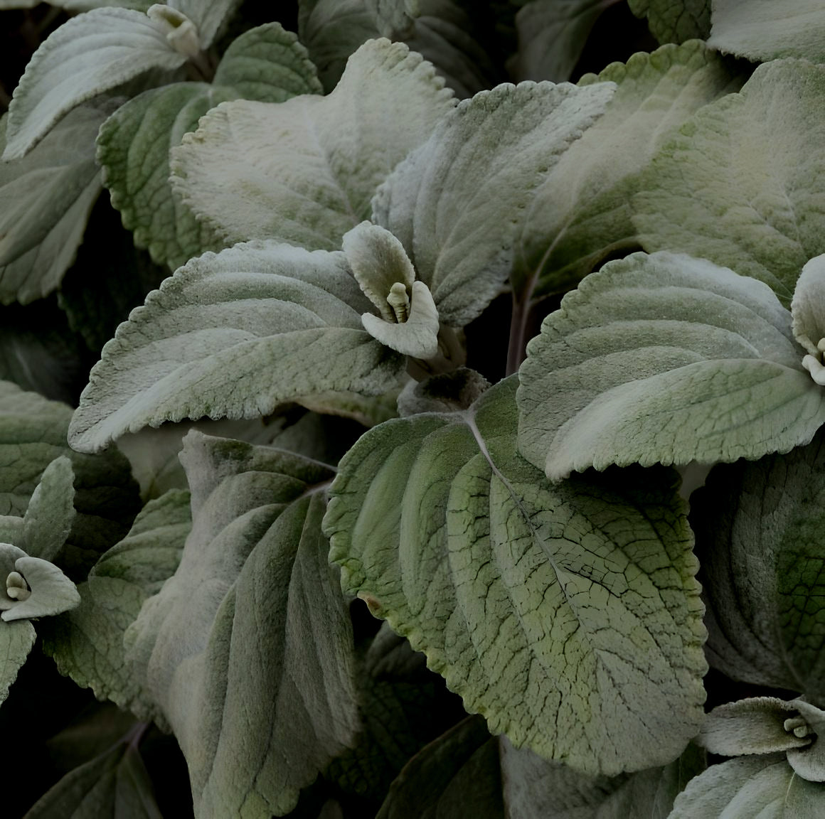 Plectranthus argenteus Silver Shield