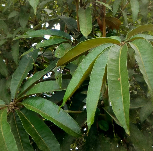 Schefflera weberbaueri