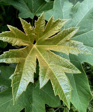 Tetrapanax papyrifer