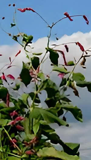 Persicaria orientalis