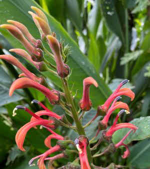 Lobelia tupa