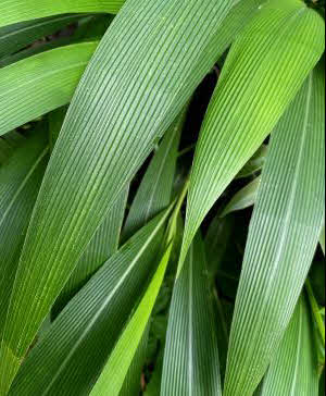 Setaria palmifolia