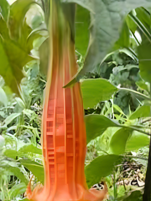 Brugmansia sanguinea Aurantia