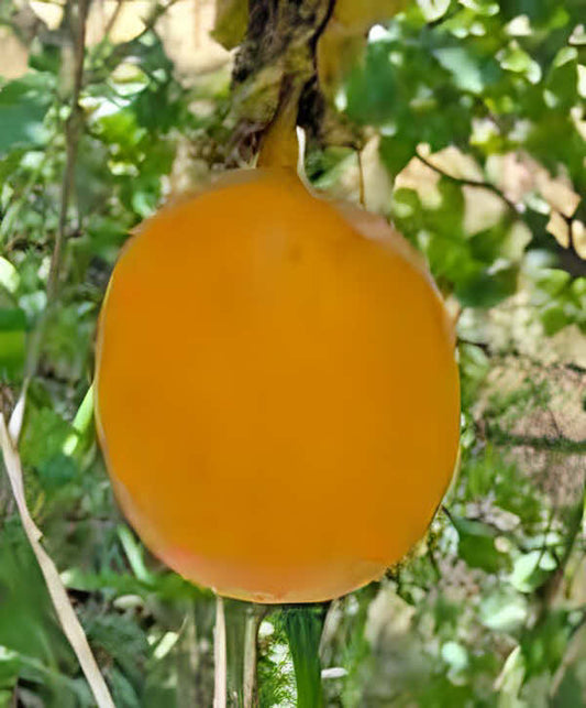 Passiflora edulis orange giant