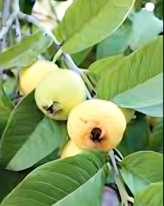 Psidium guajava Himalayan Pink