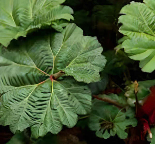 Gunnera insignins