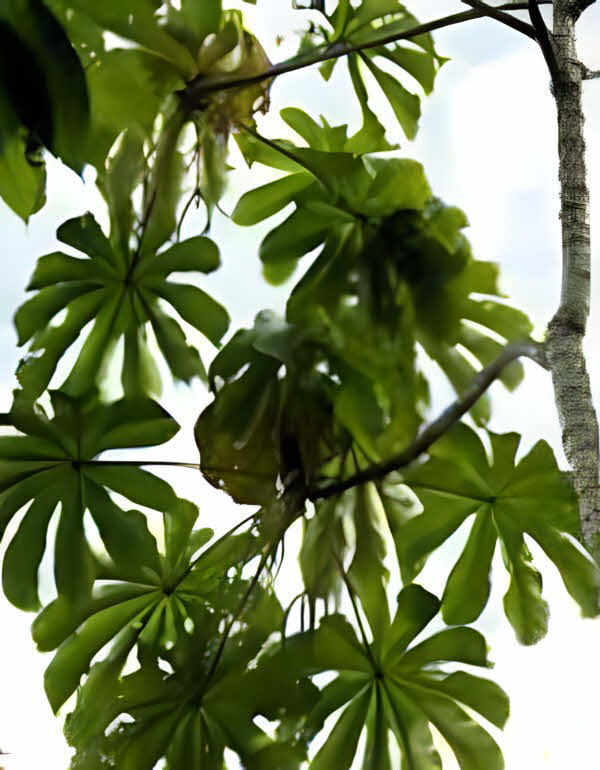 Cecropia annulata