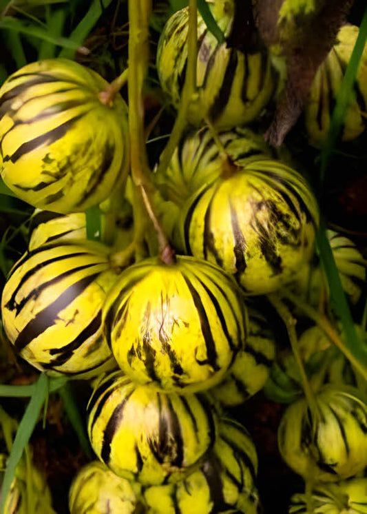 Solanum carpiense Narino Dwarf