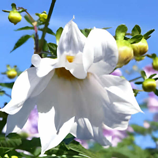 Dahlia imperialis Alba