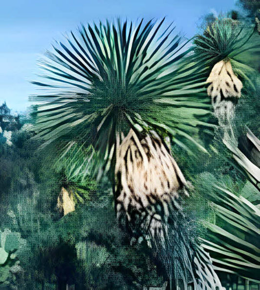 Yucca linearfolia