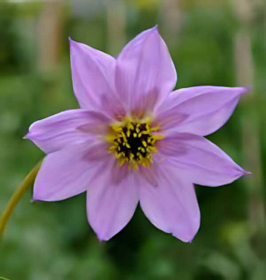 Dahlia merckii