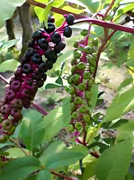 Phytolacca americana