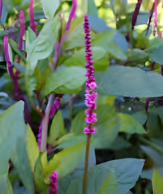 Phytolacca Laka Boom