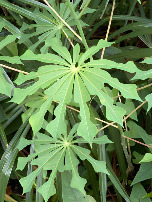 Manihot grahamii – JungleSeeds