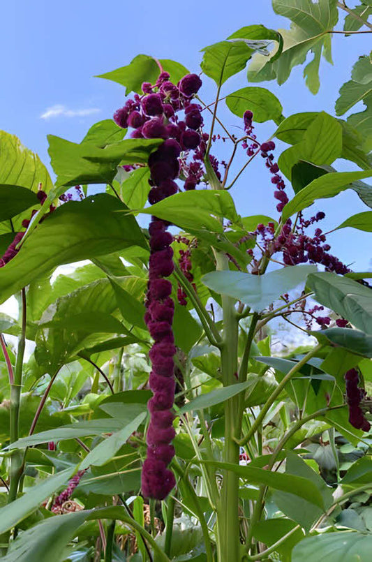 Amaranthus caudatus Dreadlocks