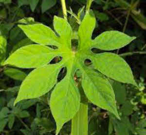 Ipomoea pes-tigridis