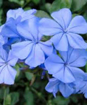 Plumbago auriculata