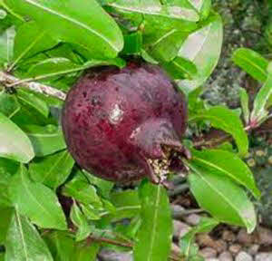 Punica granatum purple fruit