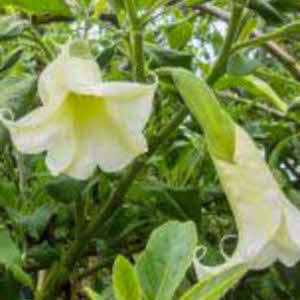 Brugmansia sanguinea alba