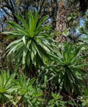 Lobelia bambuseti