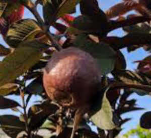 Psidium guajava Red