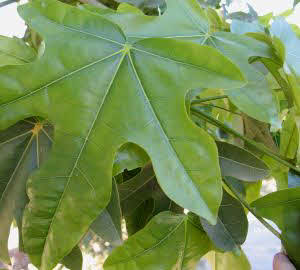 Brachychiton acerifolious