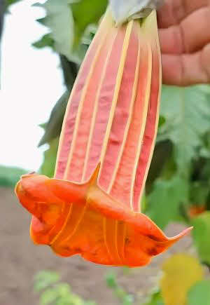 Brugmansia sanguinea vermillion