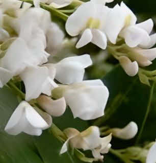 Hardenbergia violacea alba