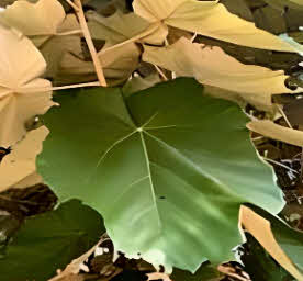 Pterospermum acerifolium