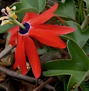 Passiflora manicarta