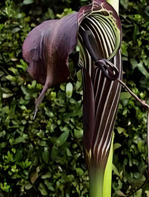 Arisaema griffithii