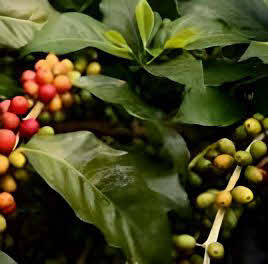 Coffea arabica Himalaya