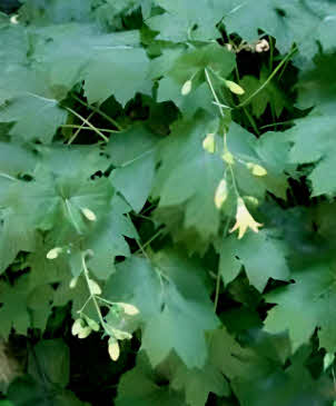 Kirengeshoma palmata