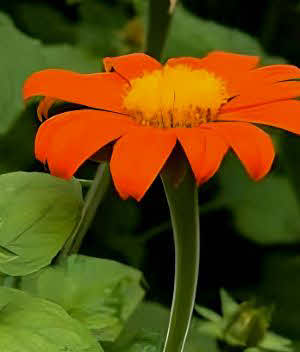 Tithonia Goldfinger