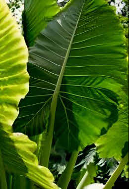 Alocasia macrorrhiza