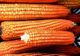 Sweet Corn Atomic Orange