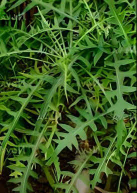 Sonchus arboreus