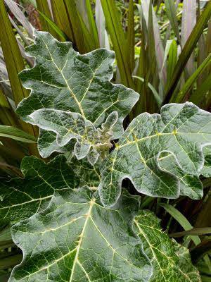 Solanum marginatum