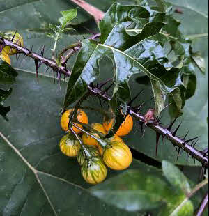 Solanum atropurpureum