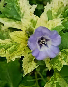 Nicandra physalodes Splash of Cream